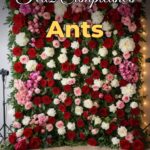 feliz cumpleaños ants