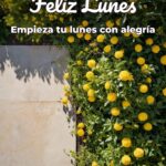 feliz lunes empieza tu lunes con alegría