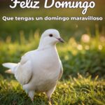 feliz domingo que tengas un domingo maravilloso