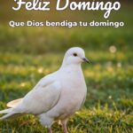 feliz domingo que dios bendiga tu domingo