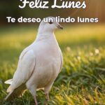 feliz lunes te deseo un lindo lunes
