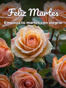 Feliz martes frases de reflexión para celular