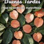 buenas tardes que tu tarde sea maravillosa