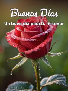 Frases bonitas de buenos días para mi amor para mi amor