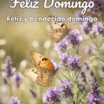 feliz domingo feliz y bendecido domingo