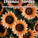 buenas tardes disfruta de esta hermosa tarde