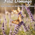 feliz domingo que tengas un domingo maravilloso