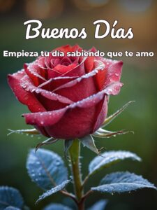 Frases con imágenes de buenos días mi amor para mi amor