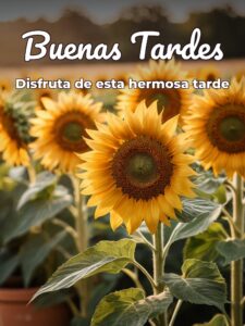 Frases d buenas tardes para WhatsApp celular