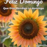 feliz domingo que dios bendiga tu domingo