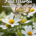 feliz martes empieza tu martes con alegría
