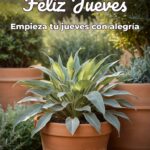 feliz jueves empieza tu jueves con alegría