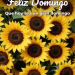 feliz domingo que hoy sea un gran domingo