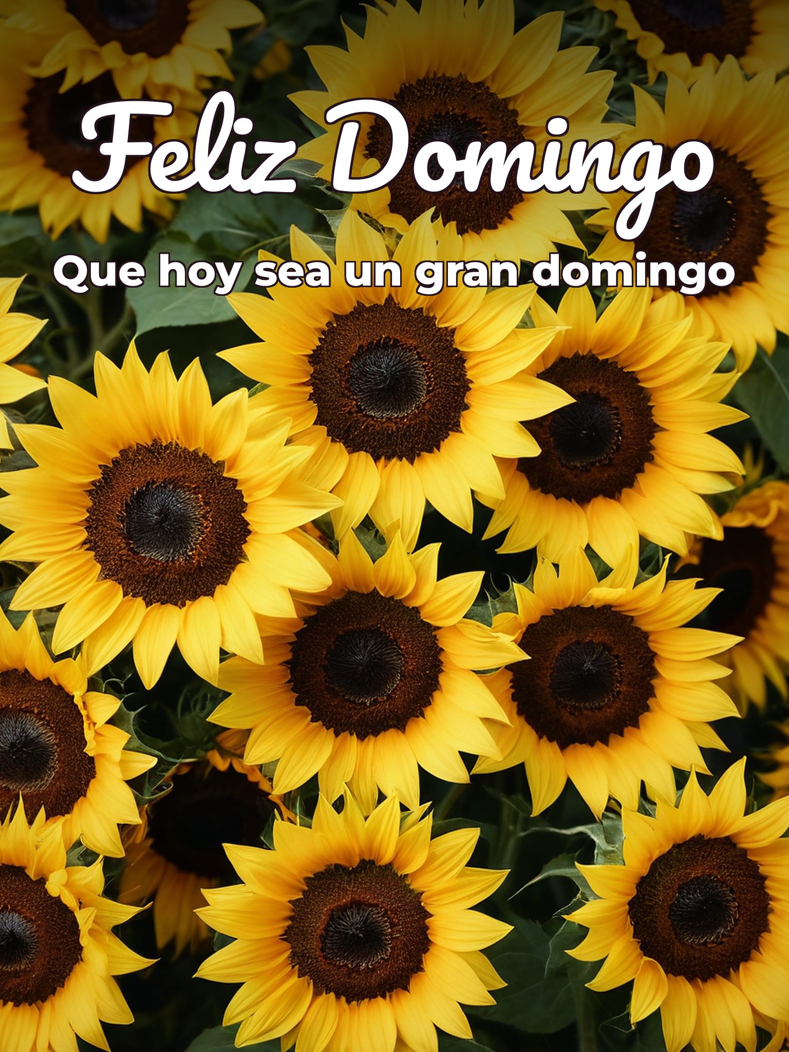 Frases feliz domingo para todos para WhatsApp