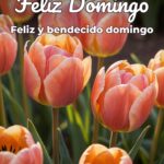feliz domingo feliz y bendecido domingo