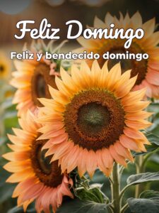Frases para desear feliz domingo para WhatsApp