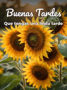 Frases para la tarde de hoy para WhatsApp celular