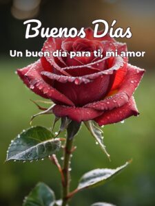 Imágenes bellas de buenos días mi amor para mi amor