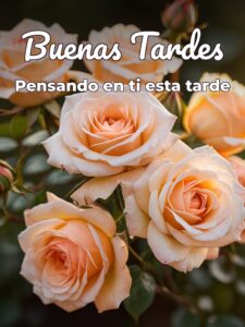 Imágenes buenas tardes mi amor para Facebook y WhatsApp