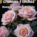 buenas noches buenas noches, mi vida