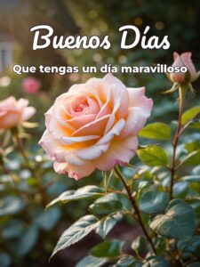 Imágenes dando los buenos días para WhatsApp