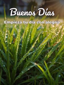 imágenes de buenos días en frances para celular