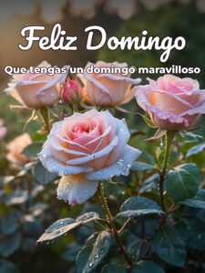 Imágenes de buenos días y feliz domingo para celular