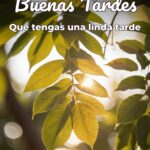buenas tardes que tengas una linda tarde