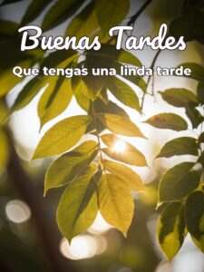 Imágenes de dar las buenas tardes para WhatsApp celular