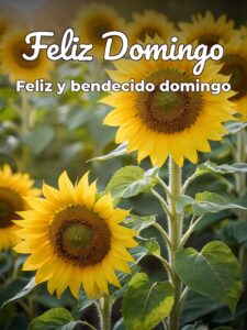 Imágenes de domingos con frases para celular