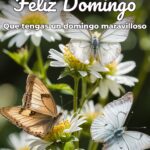 feliz domingo que tengas un domingo maravilloso