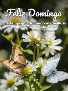 Imágenes de excelente domingo para celular