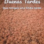 buenas tardes que tengas una linda tarde