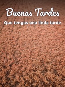 Imágenes lindas de buenas tardes para Facebook y WhatsApp