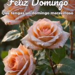 feliz domingo que tengas un domingo maravilloso