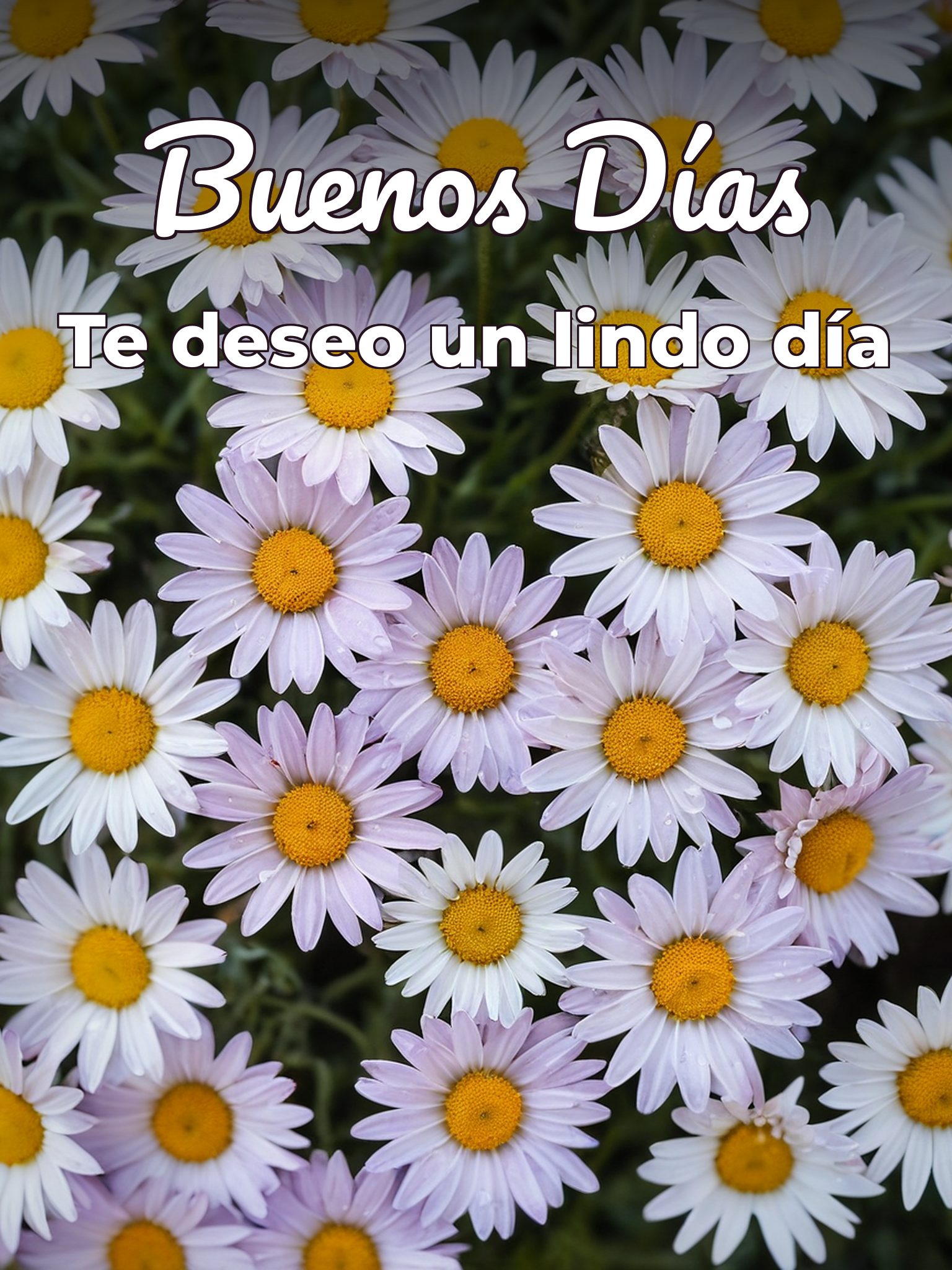 Imágenes que digan buenos días para descargar