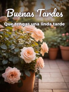 Las buenas tardes para WhatsApp celular