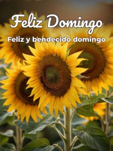Lindo domingo para todos para WhatsApp