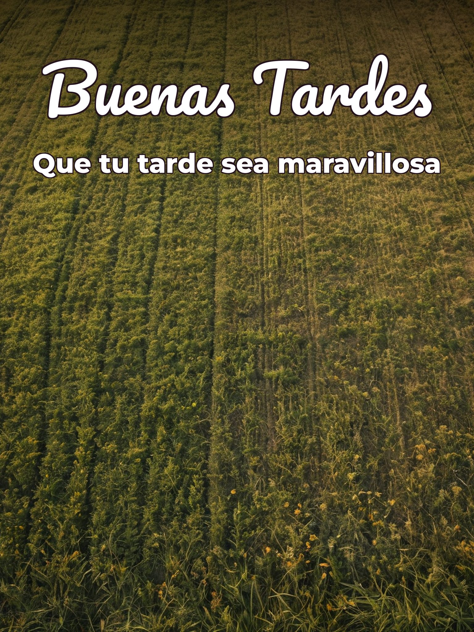 Mensajes bonitos de buenas tardes para celular para Facebook y WhatsApp