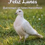 feliz lunes que tengas un lunes maravilloso