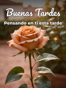 Mensajes de buenas tardes para mi amor para Facebook y WhatsApp