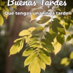 buenas tardes que tengas una linda tarde