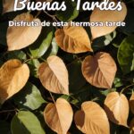 buenas tardes disfruta de esta hermosa tarde