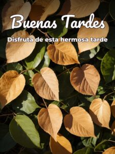 Mensajes linda tarde para WhatsApp celular