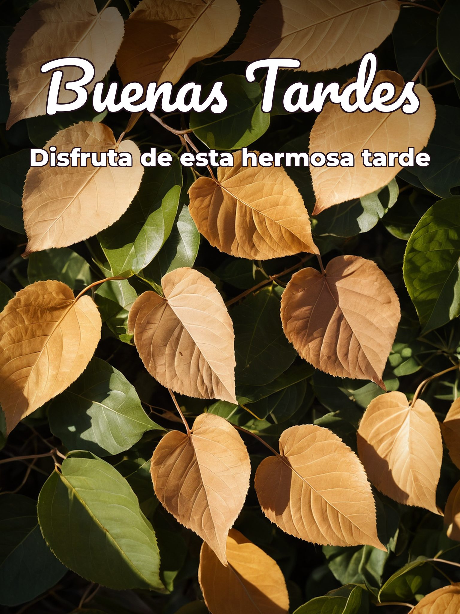 Mensajes linda tarde para WhatsApp celular