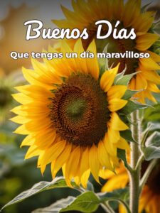 Mensajes para dar buenos días para celular
