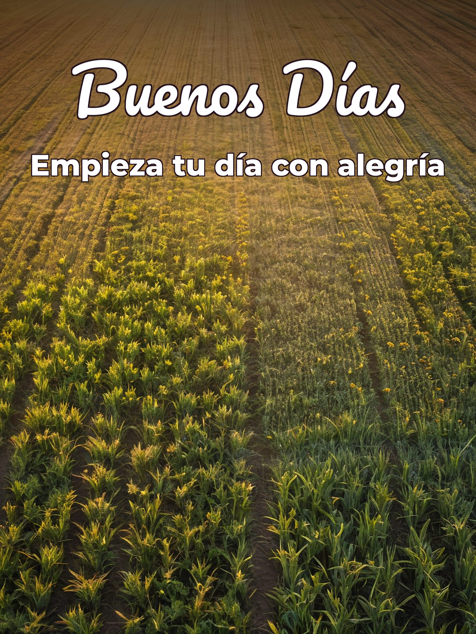 Palabras lindas de buenos días para Facebook