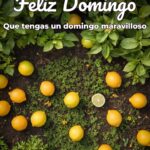 feliz domingo que tengas un domingo maravilloso