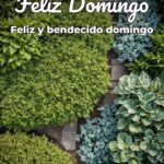 feliz domingo feliz y bendecido domingo