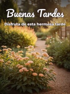 Videos de buenas tardes para Facebook y WhatsApp